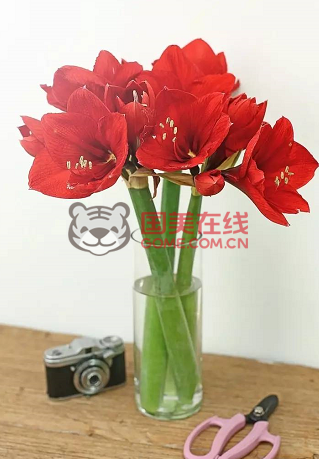 朱顶红的保存方法