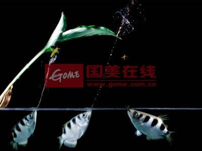 射水鱼